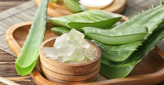 4 Reasons Why Aloe Vera Can Be Your Hair’s Best Buddy This Winter